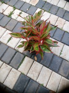 10 Live Root Plants