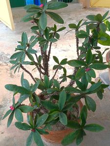 Crown of Thorns Plant