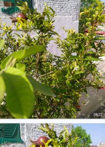 Guava Plants Desi