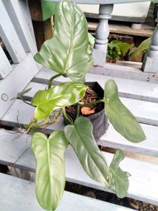 Air Purifying Indoor Plants