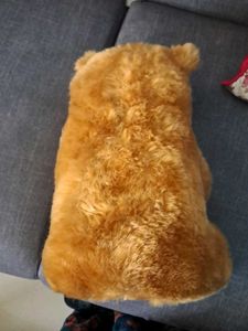 Teddy Bear Soft Toys