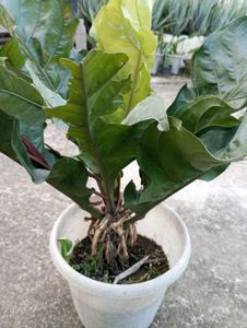 Antherium Hookeri