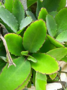 Pathri Plant