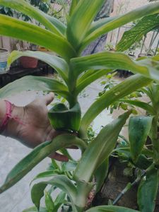 Healthy Indoor Plants