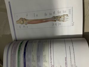 Thieme Dissector Set