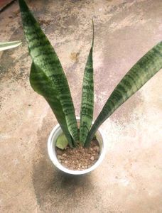 Total 6 Variety Snake Airpurifying Plant