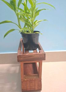 Storage Box With Plant Holder