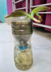 Self Watering Ornamental House Plant