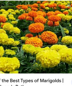 Ice Plant And Marigold Yellow Seeds