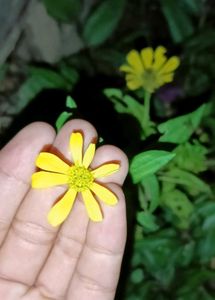 Dinia Plant