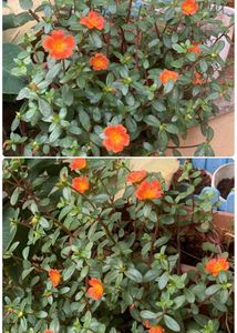 Flowering Real Plant With Roots