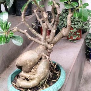 Matured Pink Colour Flower Bonsai (7 Yrs+)