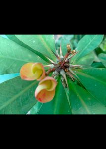 Euphorbia Milii