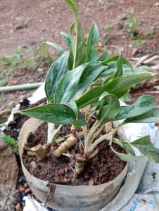Aglaonema Silver Bay Plant