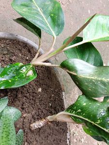 Chinese Evergreen