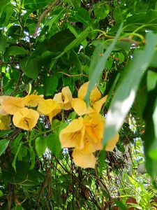 Yellow Bougainvillea Cutting Sapling