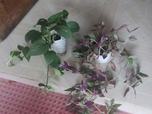 Set 2 Money &Zabronics Plants