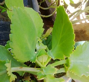 Combo Of Different Plants