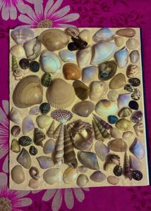 Seashell Collection