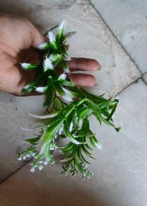 Two Different Hanging Creepers