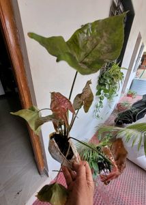 Set 2 Arrowhead Vine &amp;Pandanus Veitchii Plants🪴