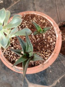 rare red veined Caladium and syngonium