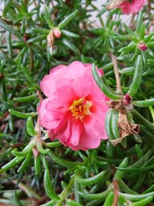 Three Colours Portulaca