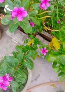 Sadabahar Plant ,/Catharanthus roseus