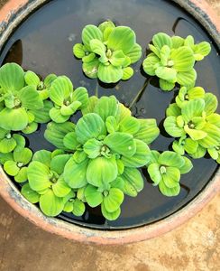 Water Plants 8
