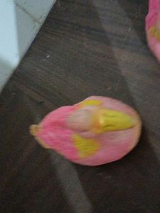 Two Bird ( Batak )