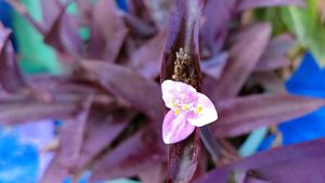 Purple Queen