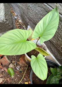 Homalomena Silver Healthy  Plant