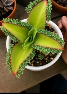 Price Starting15 Rs.plant Combo