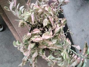 Adenium Seeds and plants combo offer