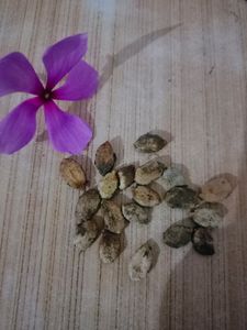 Karela Seeds/Bitter Guard/Blood Purifier 100%germinated With Prove...