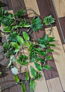 Basket Plant Cuttings - Set Of 5