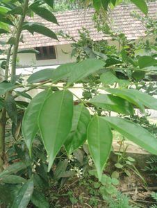 Mahkota Dewali Dried Leaf For Diabetics