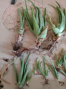 21 Alovera Plants