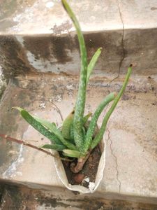 Combo Desi Alovera And Rehio Plant With Root
