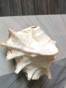 Large Decorative Seashell