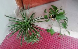 Set 2 Money &amp; Pendulum Plants