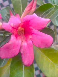 Adenium Desert Rose