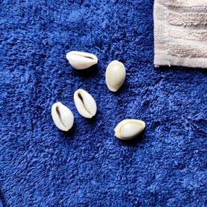Lakshmi Pujan Kodi Shells 21 Pcs