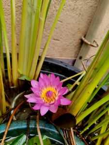 Tropical Water Lily