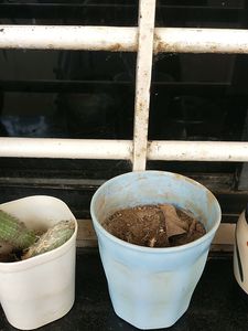 Combo Of Two Plants And Tw Small Pots