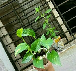 Set 2 Tulasi &amp; Monet Plant