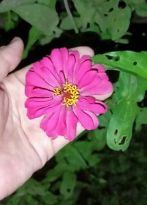 Dinia Plant