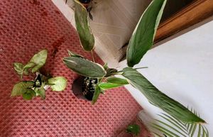 Set 2 Arrowhead &amp; Never.. Plants