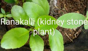 Beautiful 3 Plants For ₹100