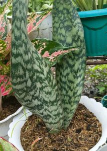 Snake Plant